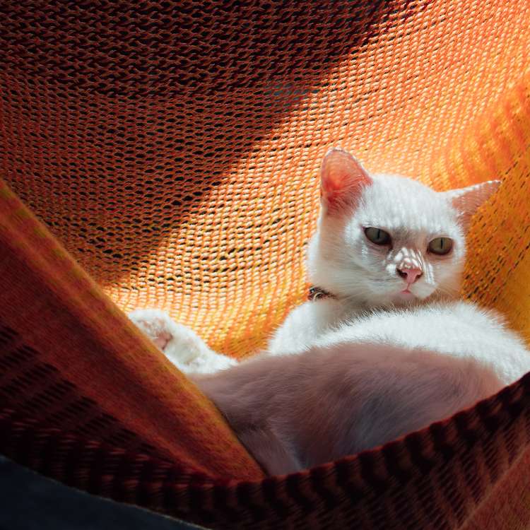 Cat Hammocks